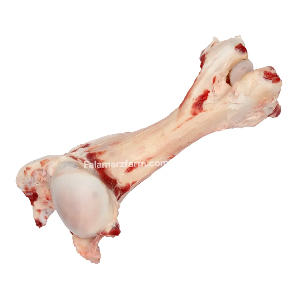 قلم گوساله ممتاز از مزرعه فلامرز